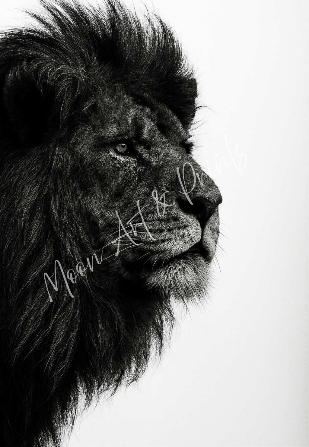 Black and white lion photography print- majestic wildlife wall art for modern home decor 